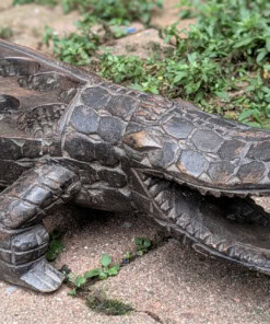 Jeu d'Awalé Crocodile de Côte d'Ivoire